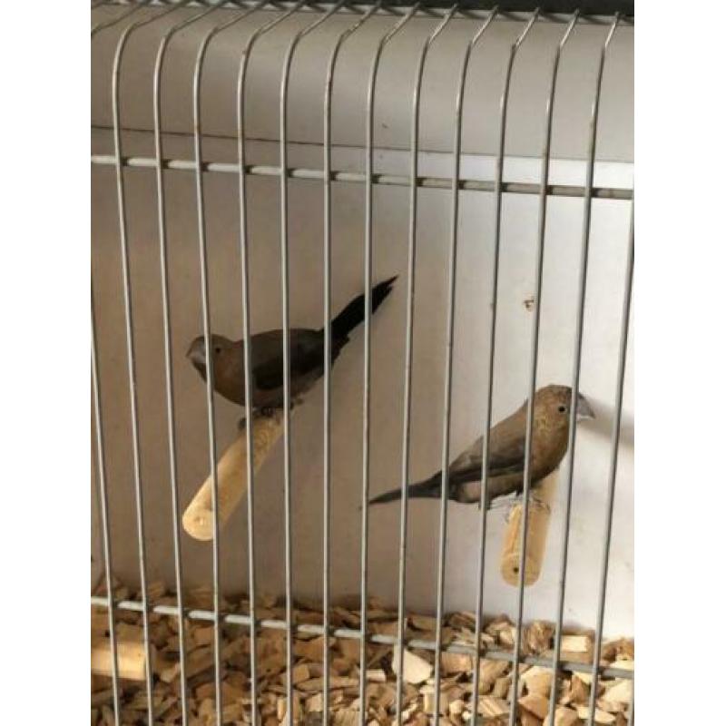 Mooie zilverbekjes winterhard uit de voliere en meer vogels