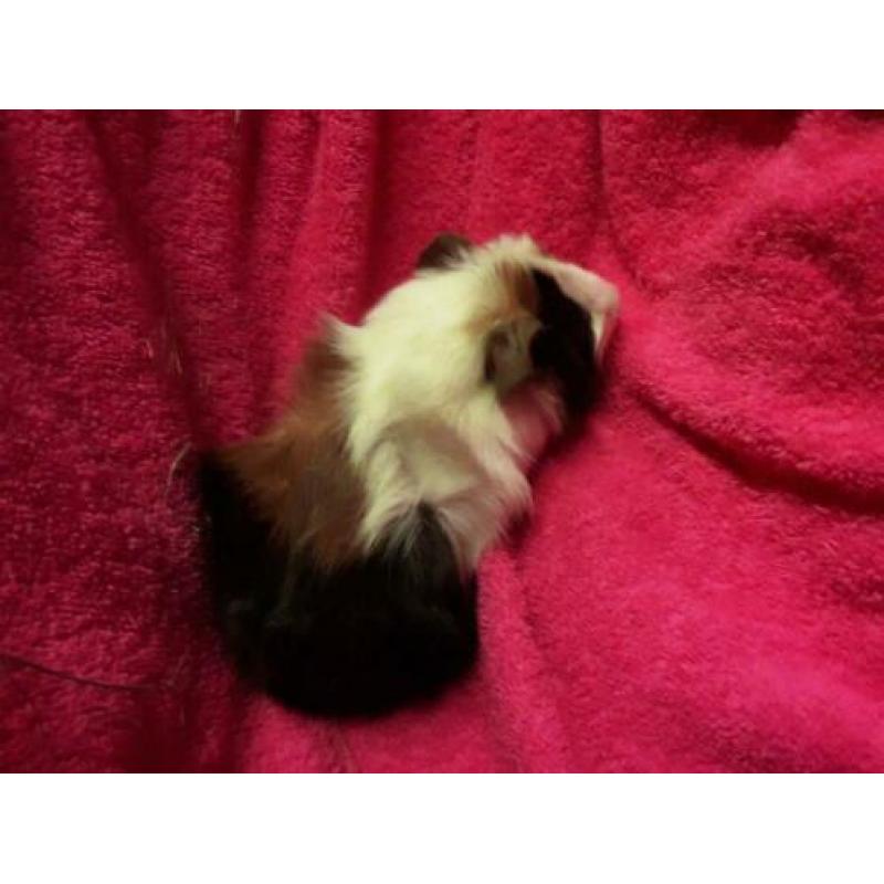 Twee jonge cavia zeugjes.