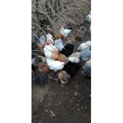 Broedeieren cochin kriel kip