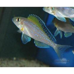 Tanganyika visbestand