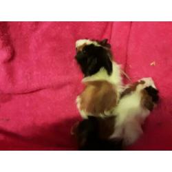 Twee jonge cavia zeugjes.