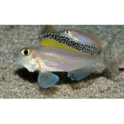 Tanganyika visbestand