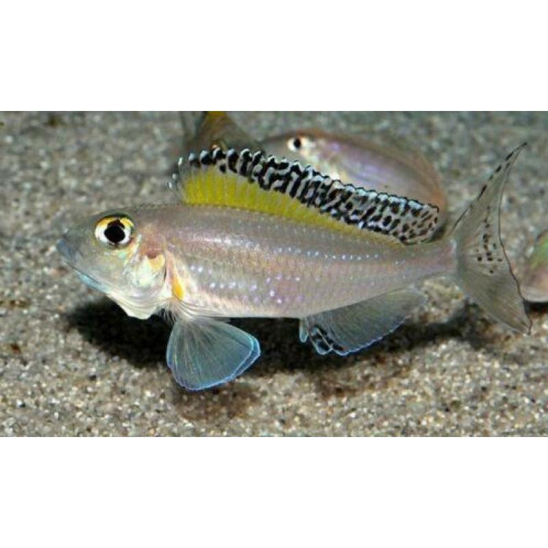 Tanganyika visbestand