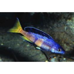 Tanganyika visbestand