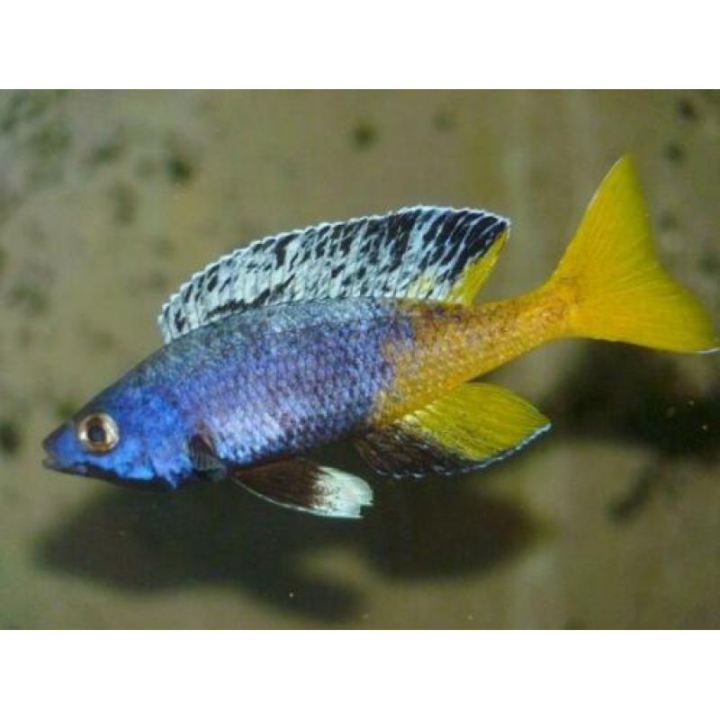 Tanganyika visbestand