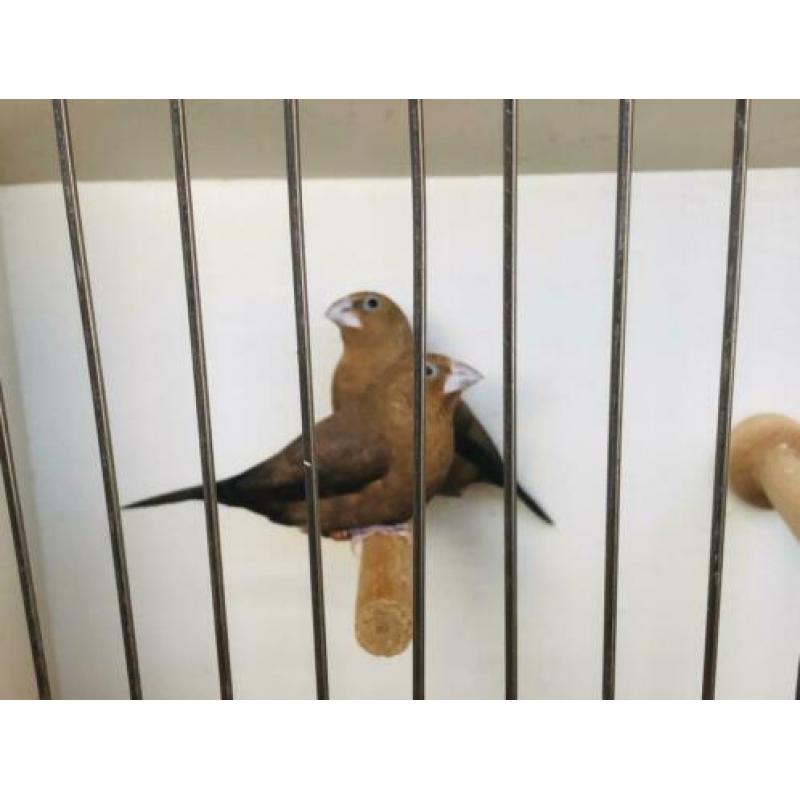 Mooie zilverbekjes winterhard uit de voliere en meer vogels