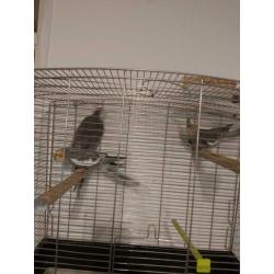 3 valkparkieten met kooi