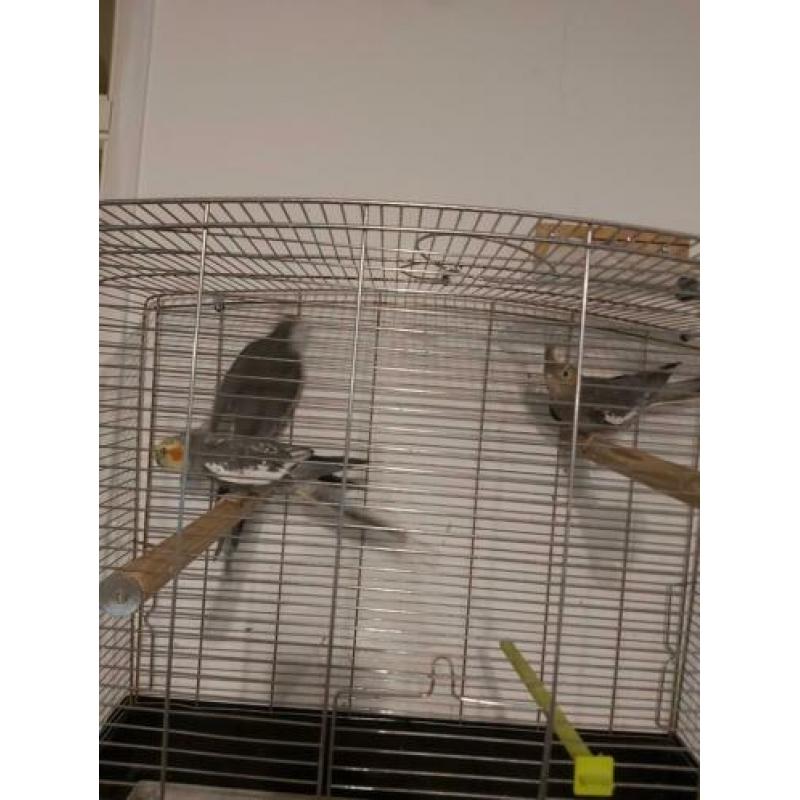 3 valkparkieten met kooi