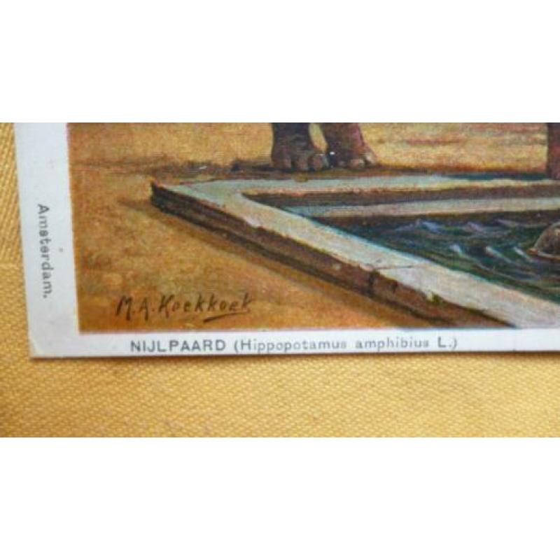 Nijlpaarden, M.A.Koekkoek