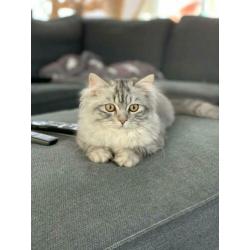 Britse langhaar katers