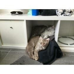 Britse langhaar katers