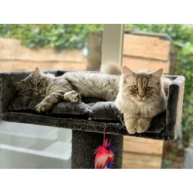 Britse langhaar katers