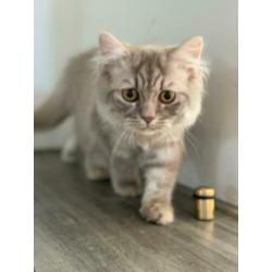 Britse langhaar katers