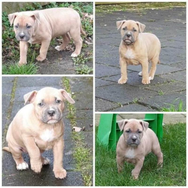 American bully XL pups 7.5 week met UKC Stamboom