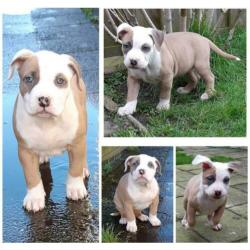 American bully XL pups 7.5 week met UKC Stamboom