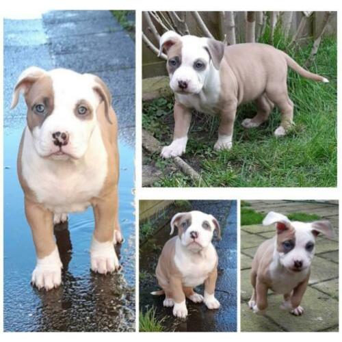 American bully XL pups 7.5 week met UKC Stamboom