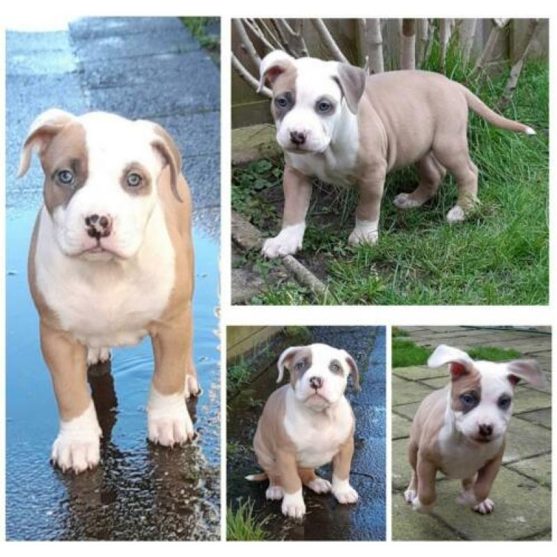 American bully XL pups 7.5 week met UKC Stamboom