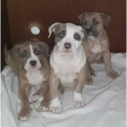 American bully XL pups 7.5 week met UKC Stamboom