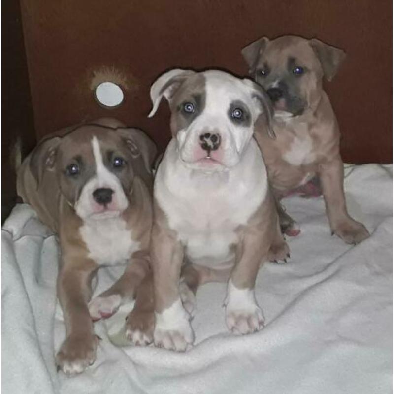 American bully XL pups 7.5 week met UKC Stamboom