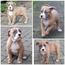 American bully XL pups 7.5 week met UKC Stamboom