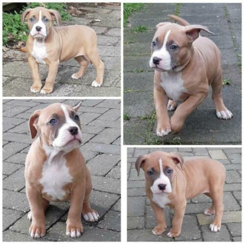American bully XL pups 7.5 week met UKC Stamboom