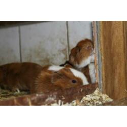 Leuke cavia zesling van 1 week oud!