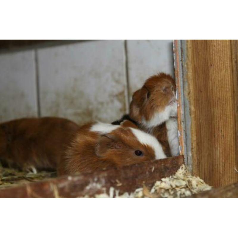 Leuke cavia zesling van 1 week oud!