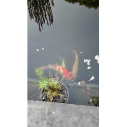 Koi