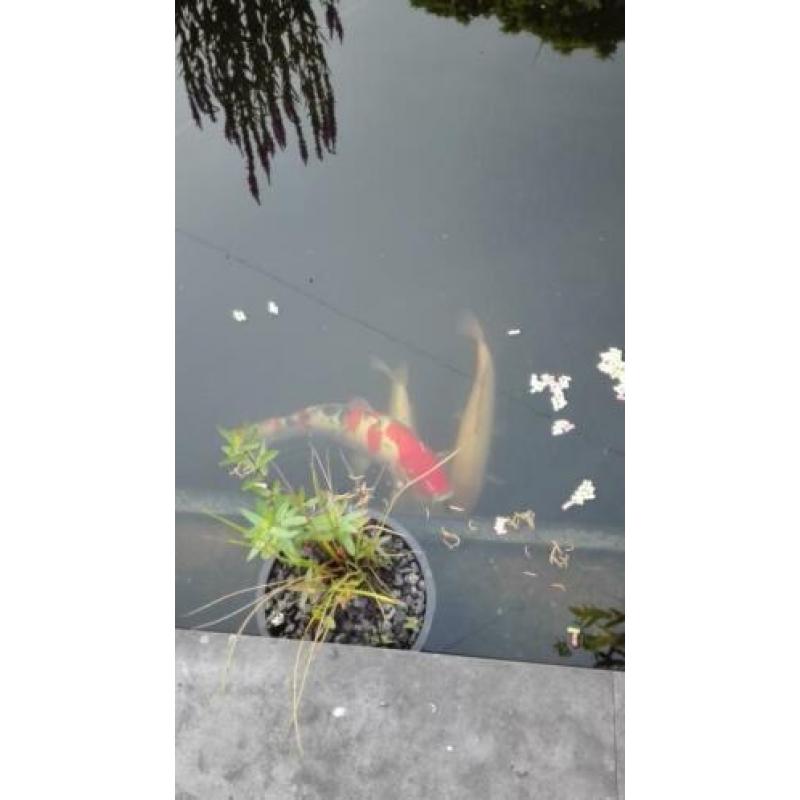 Koi