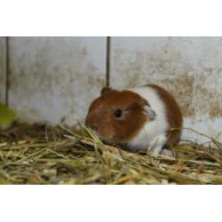 Leuke cavia zesling van 1 week oud!