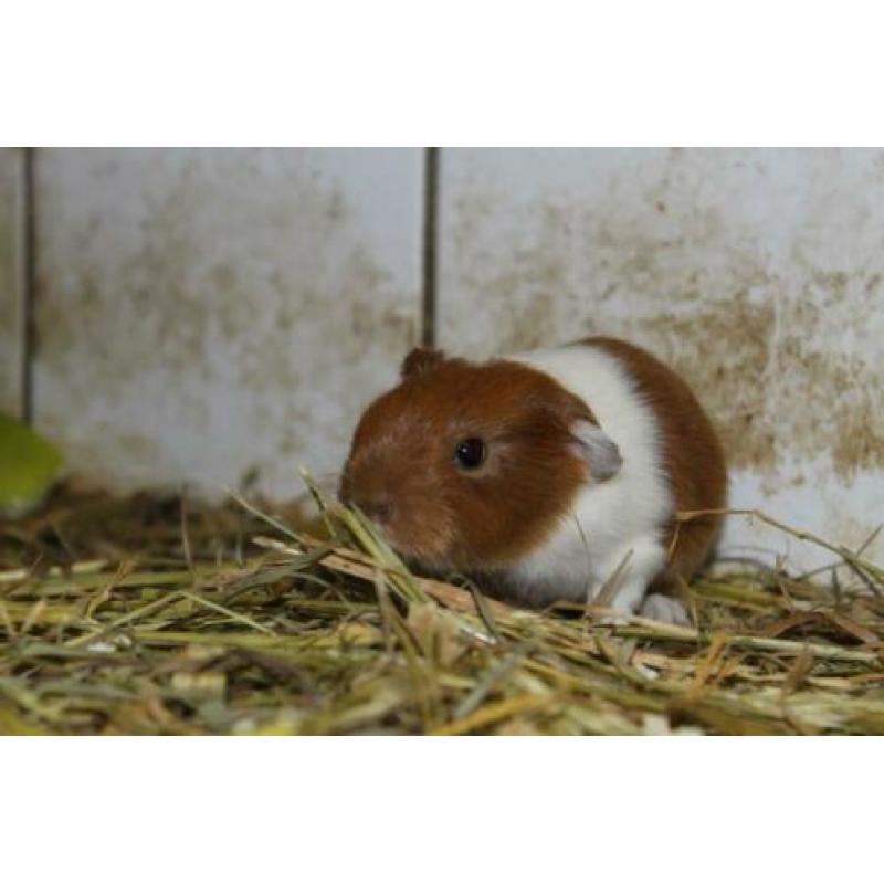 Leuke cavia zesling van 1 week oud!