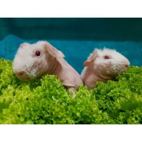 2 jonge skinny cavia beertjes