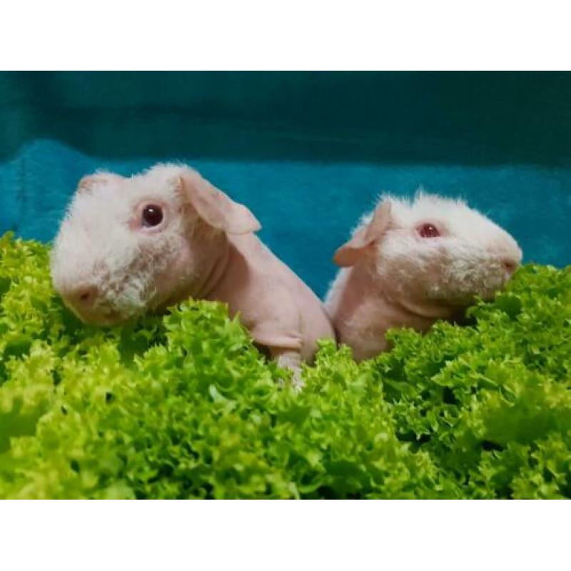 2 jonge skinny cavia beertjes