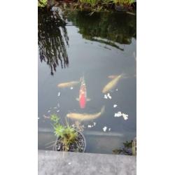 Koi