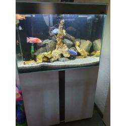 Ciano 80cm