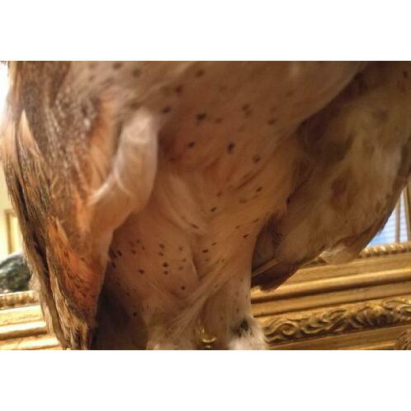 Taxidermie kerkuil op tak