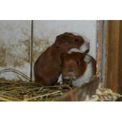 Leuke cavia zesling van 1 week oud!