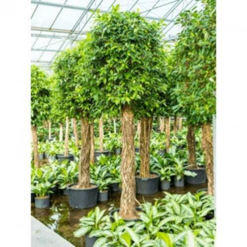 Ficus 'nitida' 250-260cm art23627