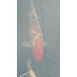 Koi