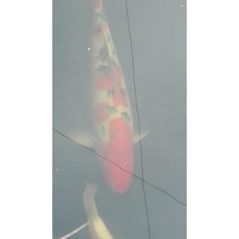 Koi