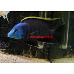 Malawi cichliden Placidochromis sp."blue otter" Tsano Rock