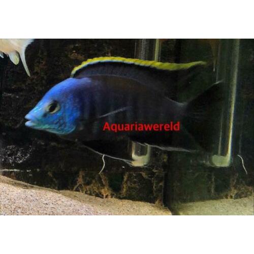 Malawi cichliden Placidochromis sp."blue otter" Tsano Rock