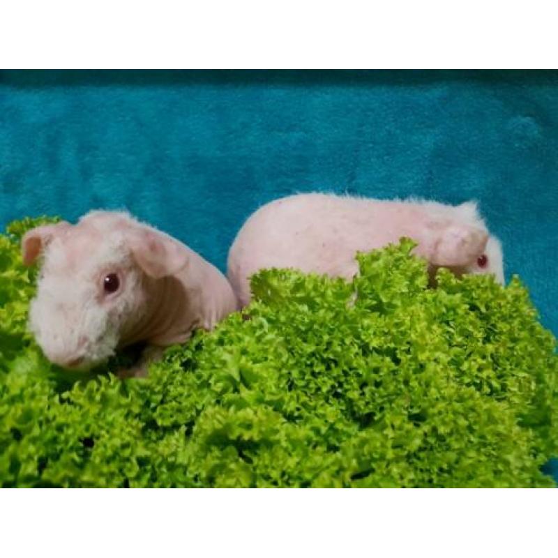 2 jonge skinny cavia beertjes