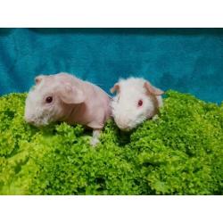 2 jonge skinny cavia beertjes