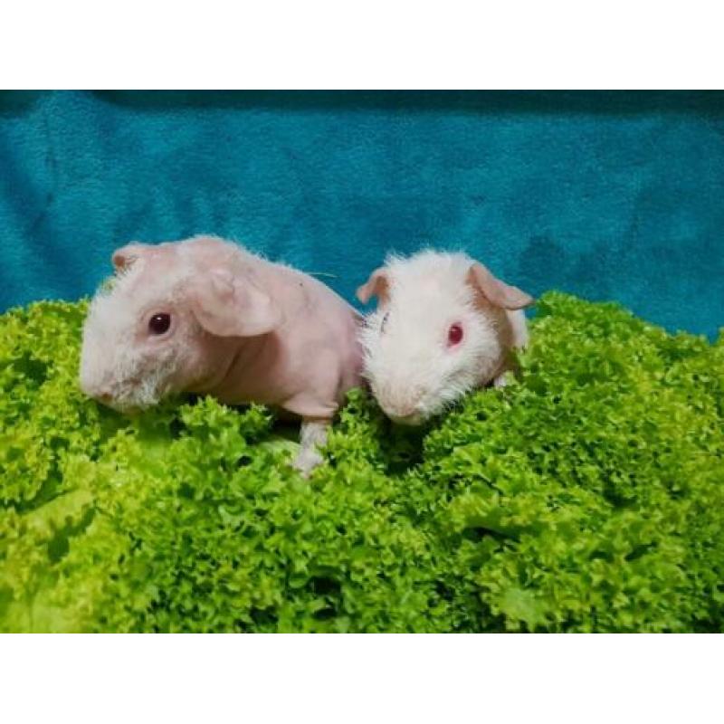 2 jonge skinny cavia beertjes