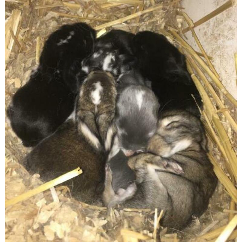 Prachtig, kleurrijk nestje franse hangoortjes ??