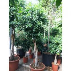 Ficus 'nitida' 250-260cm art23627