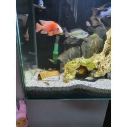 Ciano 80cm