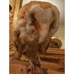 Taxidermie kerkuil op tak