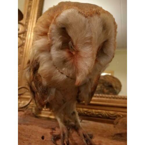 Taxidermie kerkuil op tak